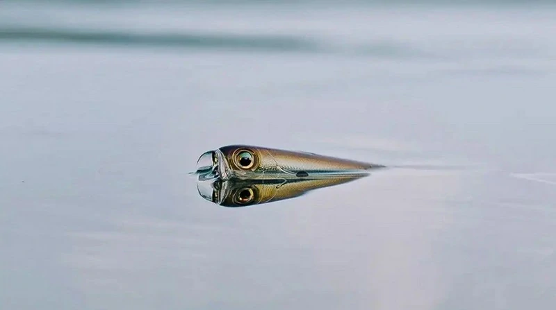 Rapala Precision Xtreme Jowler 127 CI