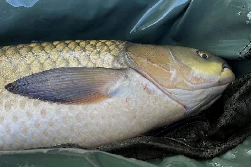 Mivardi Krmítková směs V1 Extreme Carp Amur - 2850 g
